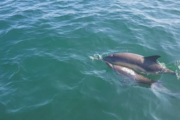 DAUPHINS_2